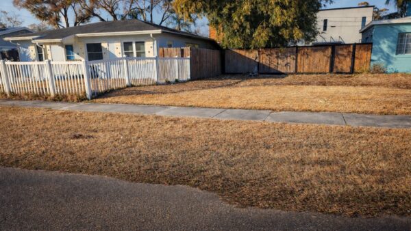 Dying brown lawn in Pinellas County under 1-day-per-week watering restrictions
