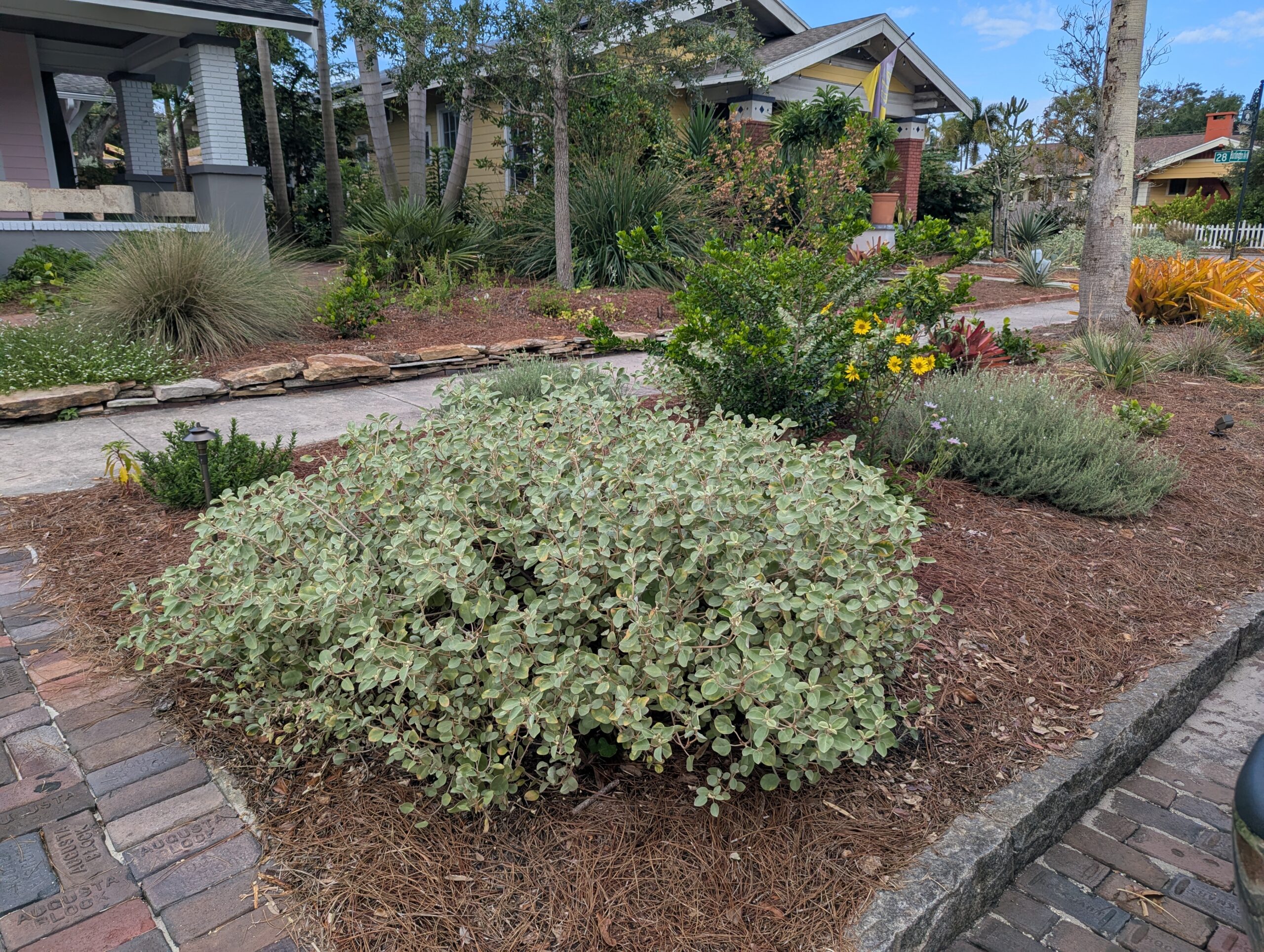 Wise Hands Native Landscaping Portfolio Projects