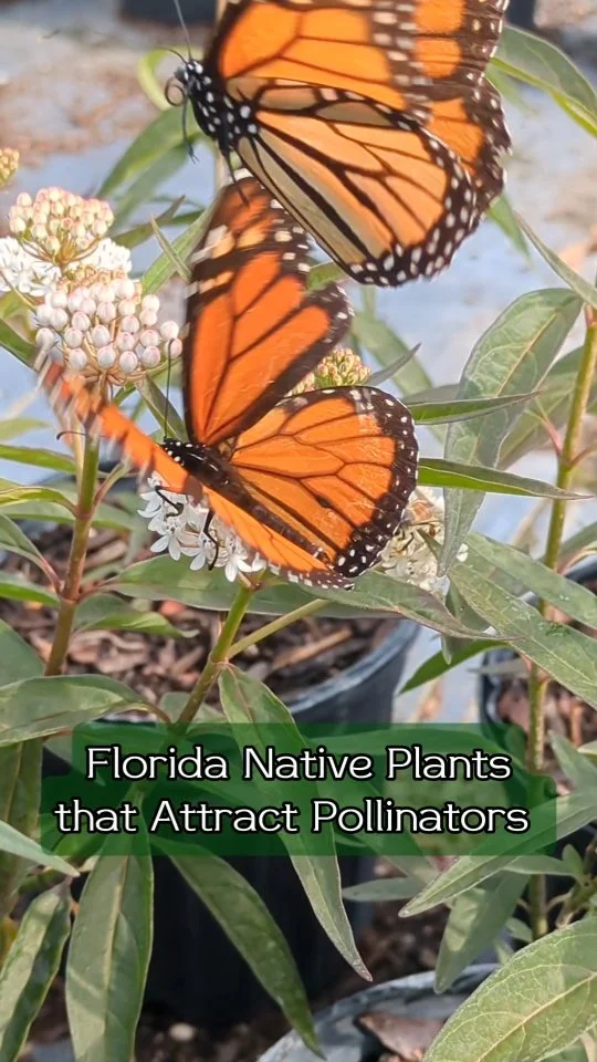Florida literally means "flowery" or "in bloom" and it's not hard to see why! 🌸🏵️🌼🪻🌺 
Our state is a pollinator paradise! 🦋🪲🐝🦇
.
.
.
.
.
.
#nativefloridalandscape #nativeplants #tampabay #floridanativeplants #stpetelandscaping #gulfport #florida #floridanativeplantsociety #stpetersburg #nativelandscape #nativeplantlandscaping #tampabay #stpete #stpeteplantsociety #FANN #womenwholandscape #stpetebeach #floridaplants #floridagarden #pollinators #butterflies #butterflygarden