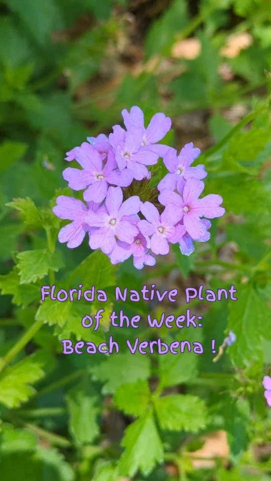 Oh it's beach season is it?! Well then, let's talk about something that protects our beaches: this week's native plant of the week Beach Verbena! 🪻💜 
Endangered Beach Verbena protects the sand dunes, therefore helping to protect us from natural disasters like hurricanes. Not to mention they are absolutely gorgeous and bloom all year round 🤗
Do you live near the coast? Get in touch with us at thewisehands.com and we'll plant some amazing Beach Verbena for ya! 💜🌿 
Have a Nursery or landscaping business? Order some from our wholesale nursery at wisehandsnativenursery.com 🌱😉
.
.
.
.
.
.
.
#nativeplants #tampabay
#salttolerantplants #costalplants #floridanativeplants #stpetelandscaping #gulfport #florida #floridanativeplantsociety #stpetersburg #nativelandscape #nativeplantlandscaping #FANN #floridaplants #floridawildflowers #floridagardening #floridagarden #tampa #largo #clearwater #wildflowers #dunes #restoration