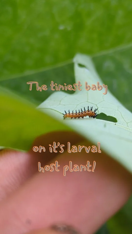 Wait! They make em that small?! 🥹🐛 
Name some other caterpillars and their host plants in the comments! 🤗👇 
.
.
.
.
.
.
#caterpillar #butterfliesofflorida #butterfy #butterflies #monarchs #floridanativeplants #nativeplants #stpetelandscaping #tampabay #gulfport #nativelandscape #florida #floridanativeplantsociety #tampa #stpetersburg #butterflygarden