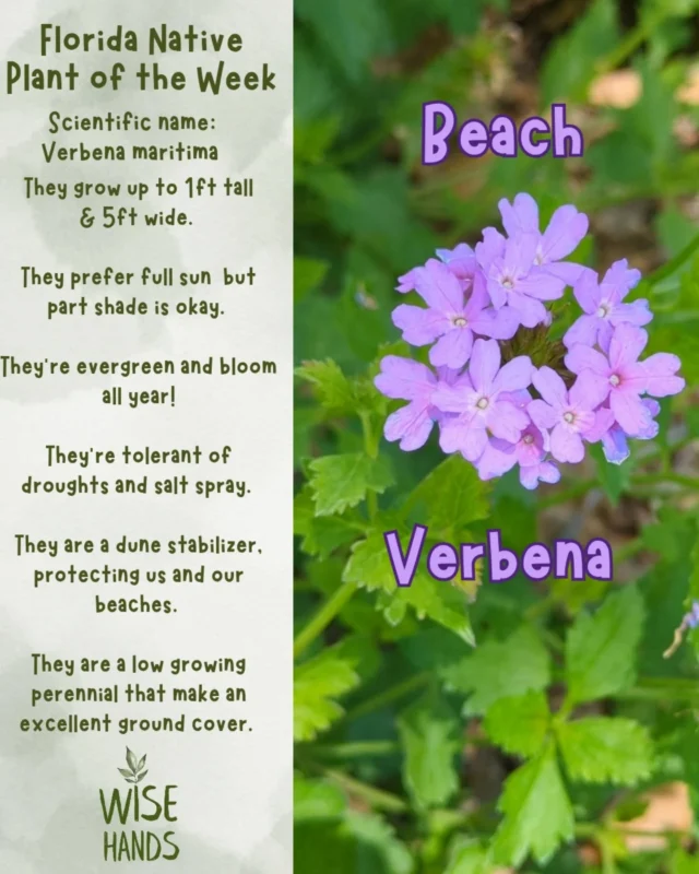 Sorry for the delay folks! Here's more about our Florida Native Plant of the Week: Beach Verbena! 🪻🌿
Where have you seen this cutie? Would you like to see some in your landscape? 
Get in touch with us at thewisehand.com 🌱🤗 
.
.
.
.
.
.
#floridanativeplants #nativeplants #florida #tampabay #centralflorida #floridagardening #stpetelandscaping #nativelandscape #gulfport #stpete #tampa #clearwater #largo #FANN #floridanativeplantsociety #fnps #salttolerantplants #wildflowers #floridawildflowers #floridagarden #dunes #floridabeaches
